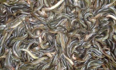 水产养殖泥鳅养殖有没有风险?